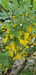 Caragana arborescens