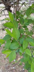 Ulmus pumila