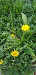 Taraxacum officinale