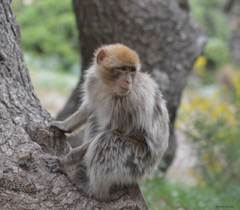 Macaca sylvanus