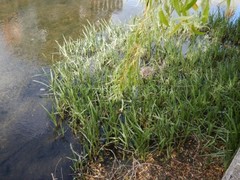 Sparganium erectum
