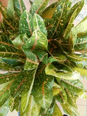 Codiaeum variegatum