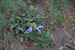 Salvia miltiorrhiza