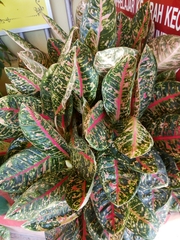 Codiaeum variegatum