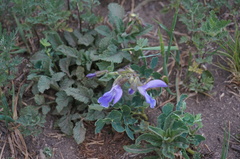Salvia miltiorrhiza