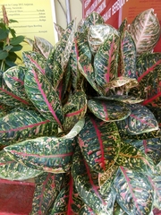 Codiaeum variegatum