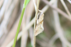 Cochylidia implicitana