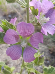 Malva lusitanica