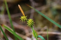 Carex flava