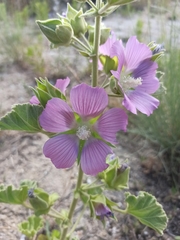 Malva lusitanica