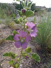 Malva lusitanica
