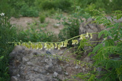 Sophora flavescens