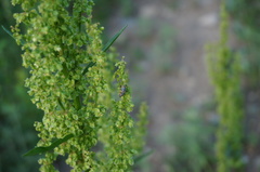 Hippodamia variegata