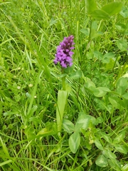 Dactylorhiza umbrosa