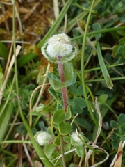 Aceria thomasi