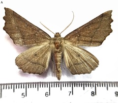 Odontopera muscularia