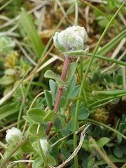 Aceria thomasi