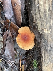 Heimiomyces velutipes