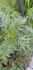 Urtica cannabina