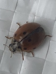 Adalia decempunctata