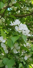 Malus baccata