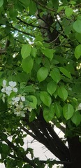 Malus baccata