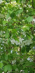 Malus baccata
