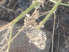 Melanargia larissa