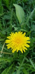 Taraxacum officinale