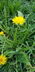 Taraxacum officinale