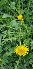 Taraxacum officinale