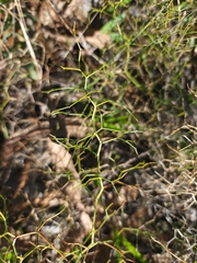 Corynotheca micrantha