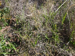 Corynotheca micrantha