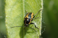 Cryptocephalus castaneus