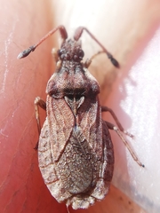 Spathocera dalmanii