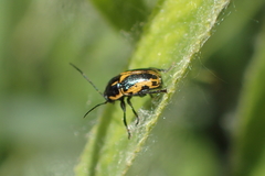 Cryptocephalus castaneus