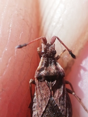 Spathocera dalmanii