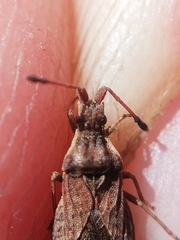 Spathocera dalmanii