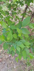 Ulmus pumila