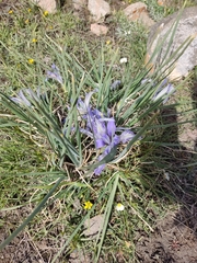 Iris loczyi