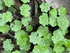 Hydrocotyle nepalensis