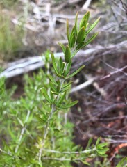 Prostanthera behriana