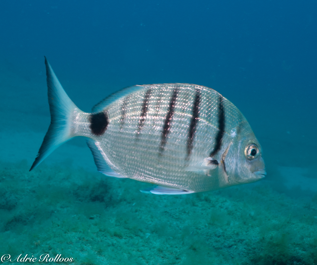 Moroccan White Seabream