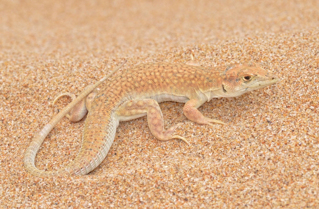 Golden Fringe-Fingered Lizard