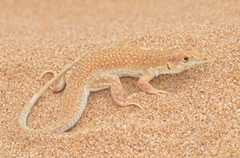 Golden Fringe-Fingered Lizard photo 1