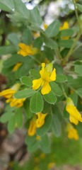 Caragana arborescens