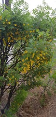 Caragana arborescens
