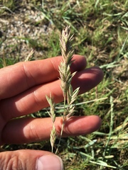 Eragrostis secundiflora