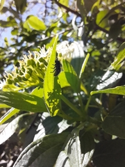 Harmonia axyridis