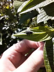 Harmonia axyridis